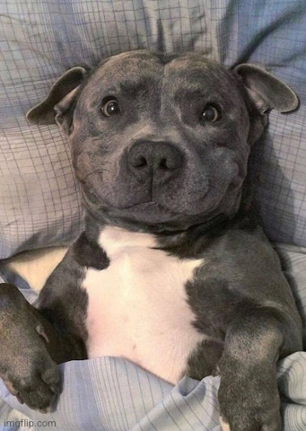 Cute Pitbull | image tagged in cute pitbull | made w/ Imgflip meme maker