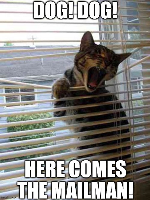 Dog! Dog! Here Comes The Mailman! | Dog! Dog! Here Comes the Mailman! | image tagged in chrisjoines1 | made w/ Imgflip meme maker