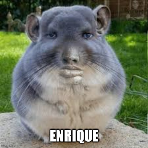 Enrique | image tagged in grey chinchilla meme | made w/ Imgflip meme maker