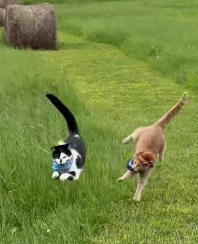 Ninja kitties Blank Meme Template