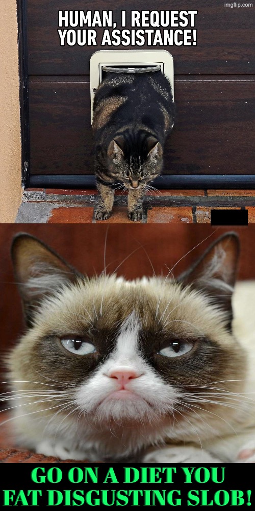 Tough Love From Miss Grump | Go on a diet you fat disgusting slob! | image tagged in cats,grumpy cat,grumpy cat insults,fat ass,life lessons,words of wisdom | made w/ Imgflip meme maker