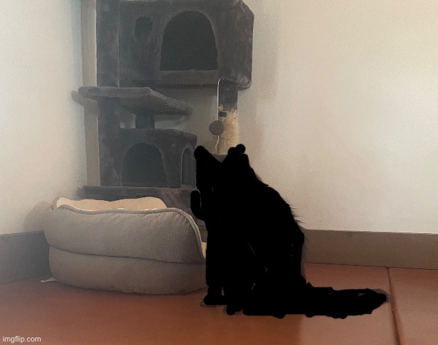 Cat reveal | made w/ Imgflip meme maker