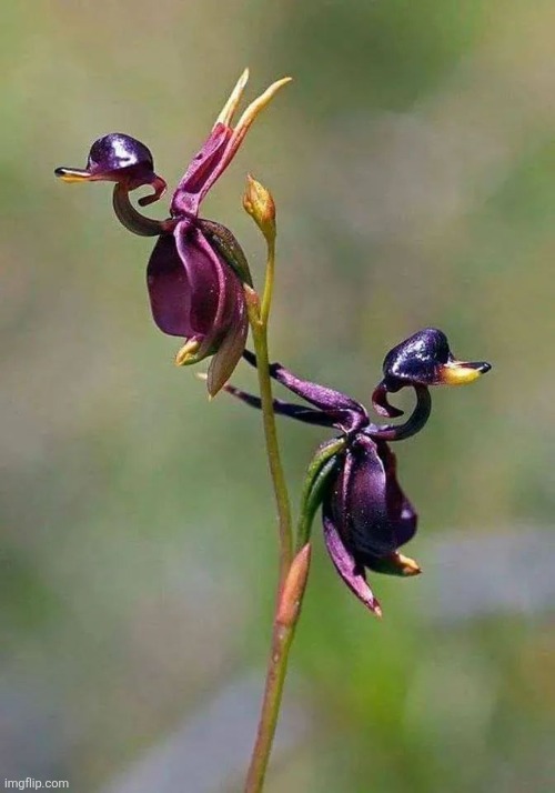 Flying Duck Orchid | image tagged in flowers,orchids,ducks,flying,awesome,photography | made w/ Imgflip meme maker