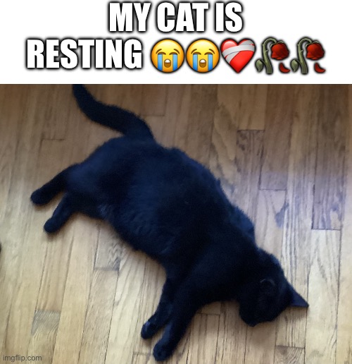 She isn’t dead just sleeping strange | My cat is resting 😭😭❤️‍🩹🥀🥀 | image tagged in seriously aint dead | made w/ Imgflip meme maker