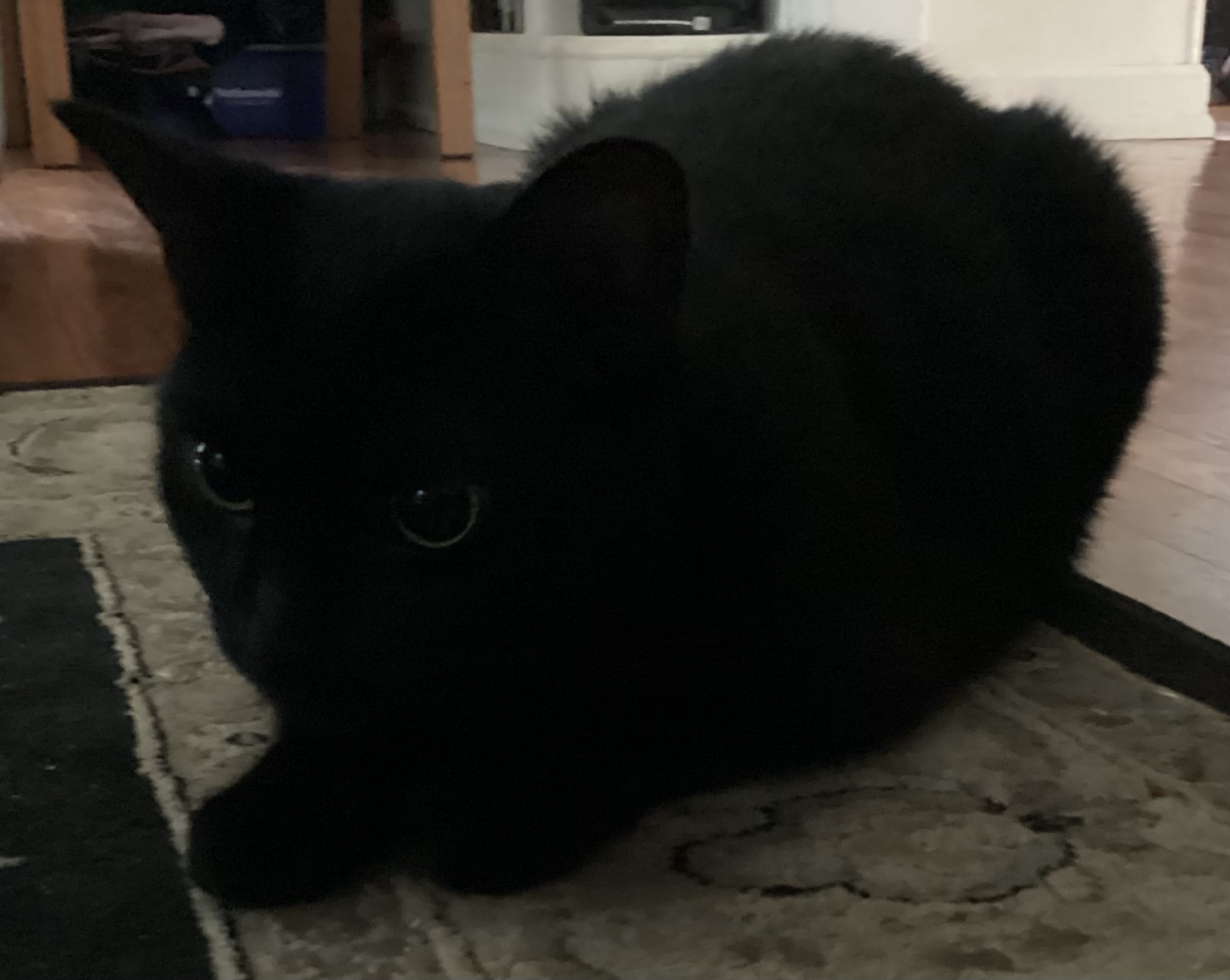 Kitty :3 Blank Meme Template
