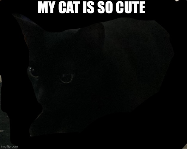 Look at how well she blends in | My cat is so cute | image tagged in kitty 3 | made w/ Imgflip meme maker