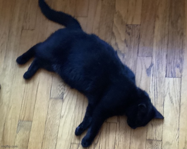NOO KITTY DED | made w/ Imgflip meme maker