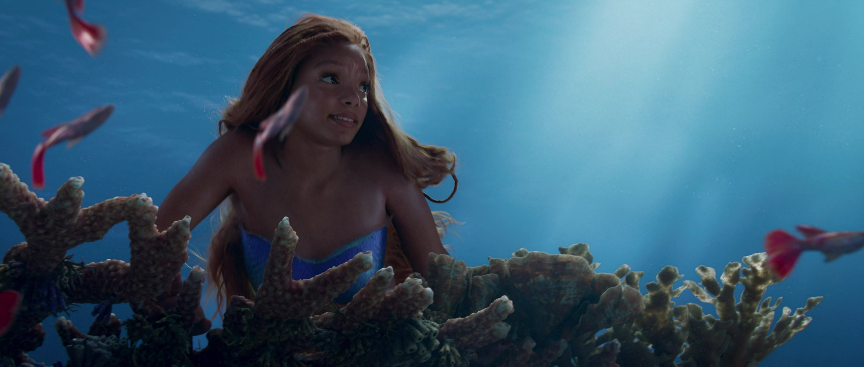UnderSea Life Blank Meme Template