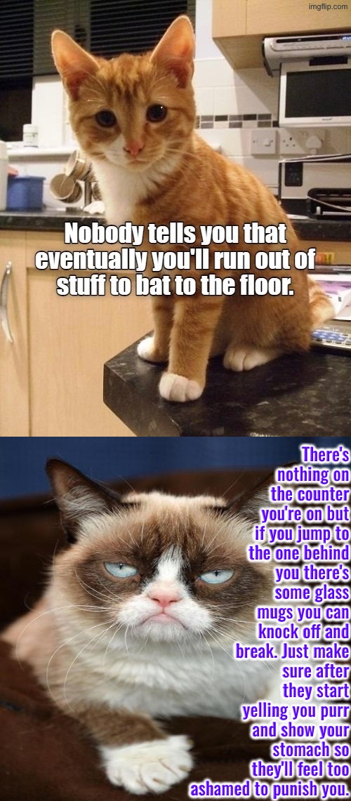 Advice On Catting From Miss Grump | There's nothing on the counter you're on but if you jump to the one behind you there's some glass mugs you can knock off and break. Just make sure after they start yelling you purr and show your stomach so they'll feel too ashamed to punish you. | image tagged in cats,grumpy cat,bad advice cat,manipulation,cute kitten,funny cats | made w/ Imgflip meme maker