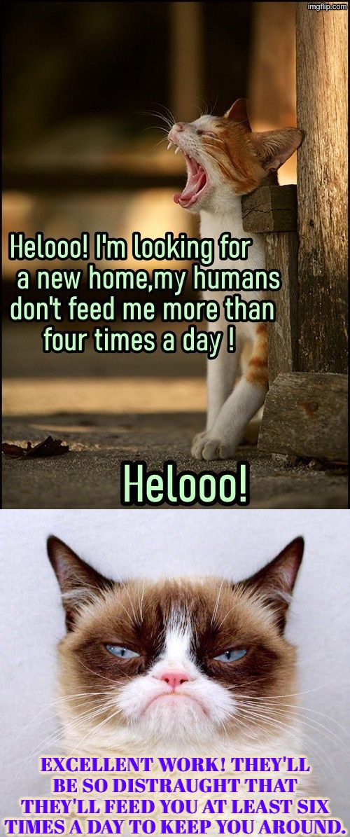 Manipulation Lesson From Miss Grump | Excellent work! They'll be so distraught that they'll feed you at least six times a day to keep you around. | image tagged in cats,grumpy cat,feed me,funny cats,manipulation,blackmail | made w/ Imgflip meme maker