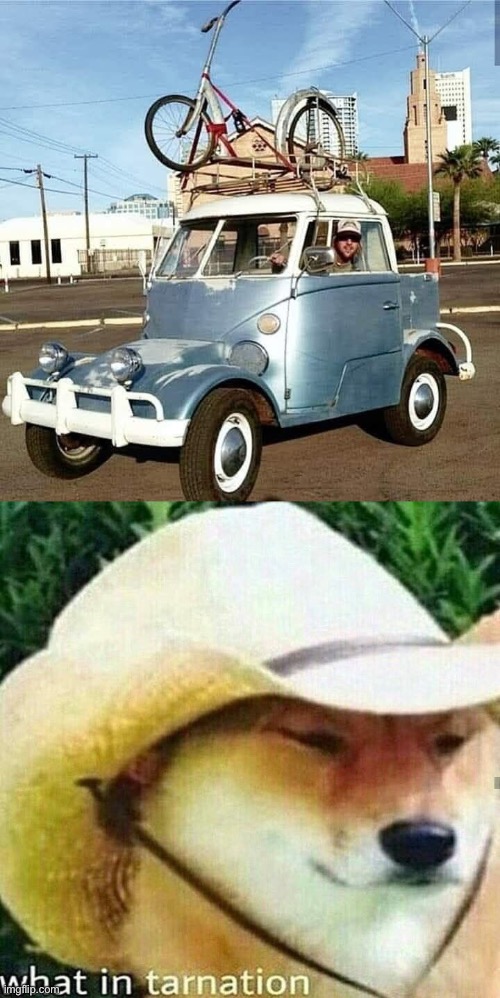 image tagged in img_6264 jpeg,what in tarnation dog | made w/ Imgflip meme maker