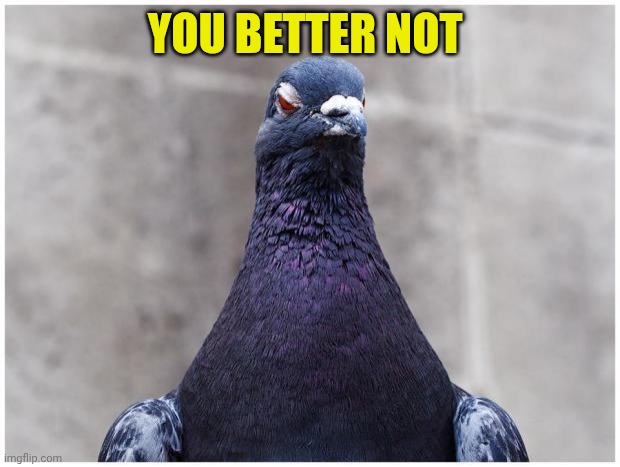 Hatred Pigeon | You better not | image tagged in hatred pigeon | made w/ Imgflip meme maker