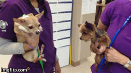 Had to break up a fight at work | image tagged in gifs | made w/ Imgflip video-to-gif maker