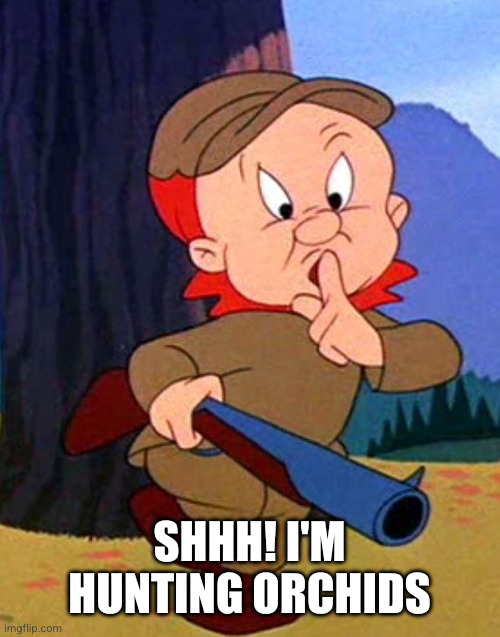 Elmer Fudd | Shhh! I'm hunting orchids | image tagged in elmer fudd | made w/ Imgflip meme maker