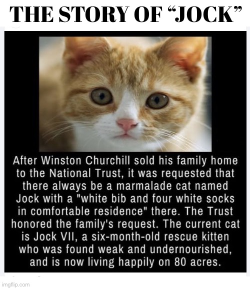 A cat’s tale | The story of “jock” | image tagged in cats,winston churchill,a request,marmalade tabby,jock,tradition | made w/ Imgflip meme maker