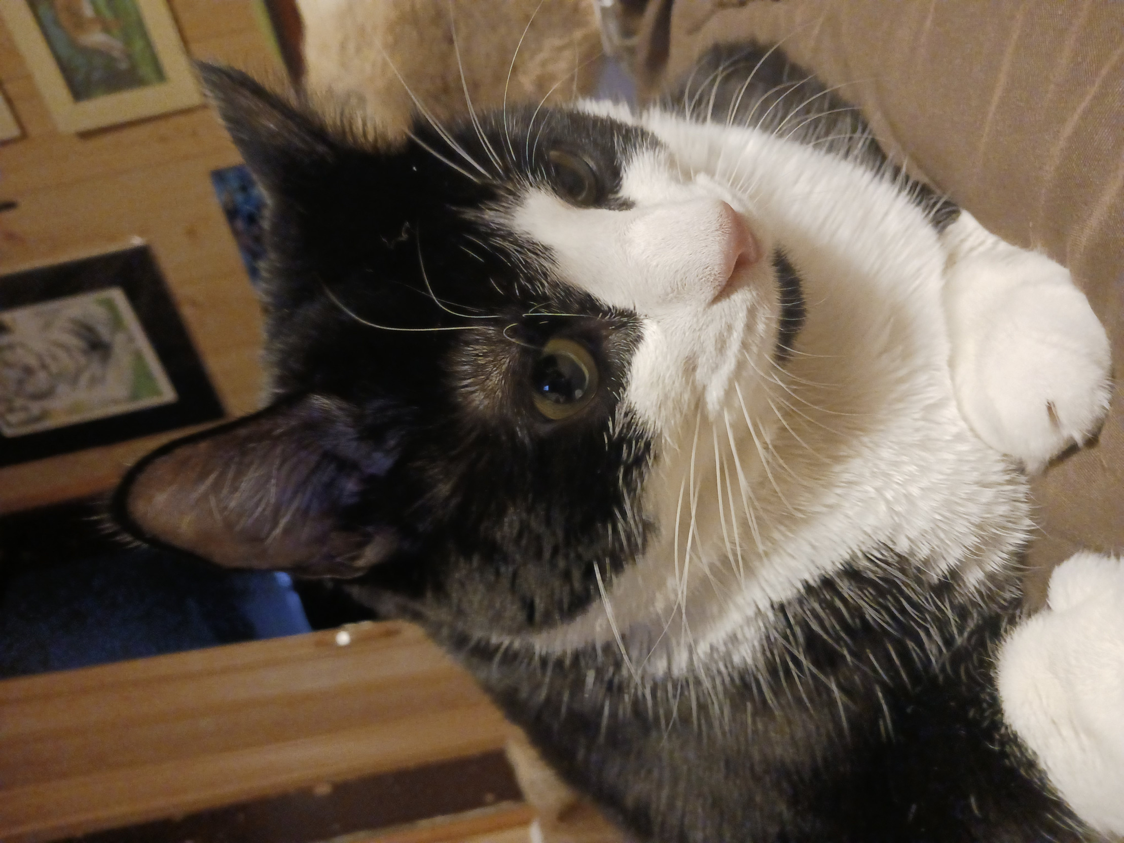 Realization Cat Blank Meme Template