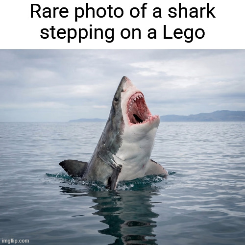 Rare photo of a shark stepping on a Lego | Rare photo of a shark
stepping on a Lego | image tagged in funny,memes,funny memes | made w/ Imgflip meme maker