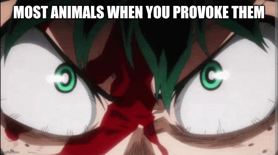 It's true though. Then the people who provoke the animals wonder why they are in the hospital | Most animals when you provoke them | image tagged in angry deku,remix | made w/ Imgflip meme maker