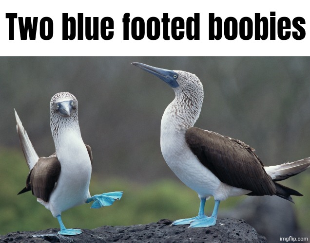 An adorable pair of boobies | Two blue footed boobies | made w/ Imgflip meme maker
