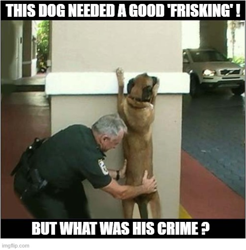 Any Suggestions ? | This dog needed a good 'Frisking' ! But what was his crime ? | image tagged in dogs,police,frisk,crime,suggestions | made w/ Imgflip meme maker