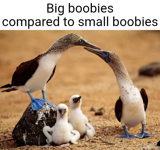 Idk why you guys voted to see pics of Blue Footed Boobies but  ok I guess. | Big boobies compared to small boobies | made w/ Imgflip meme maker