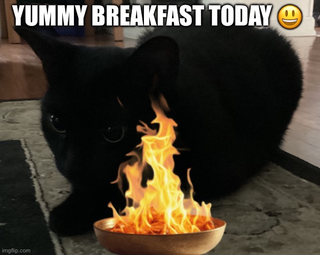 @iskininfantbaby’s cat | Yummy breakfast today 😃 | image tagged in kitty 3 | made w/ Imgflip meme maker