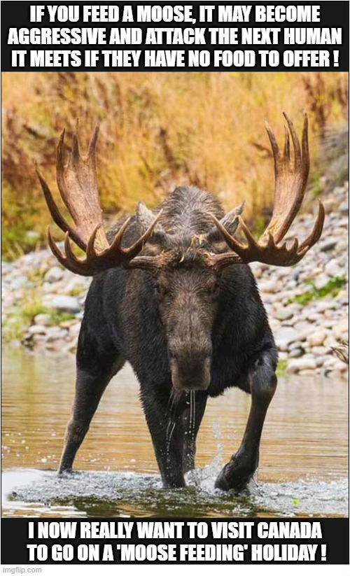 O Canada, Here I Come ! | If you feed a moose, it may become
aggressive and attack the next human
it meets if they have no food to offer ! I now really want to visit canada
 to go on a 'moose feeding' holiday ! | image tagged in canada,moose,feeding,attack | made w/ Imgflip meme maker