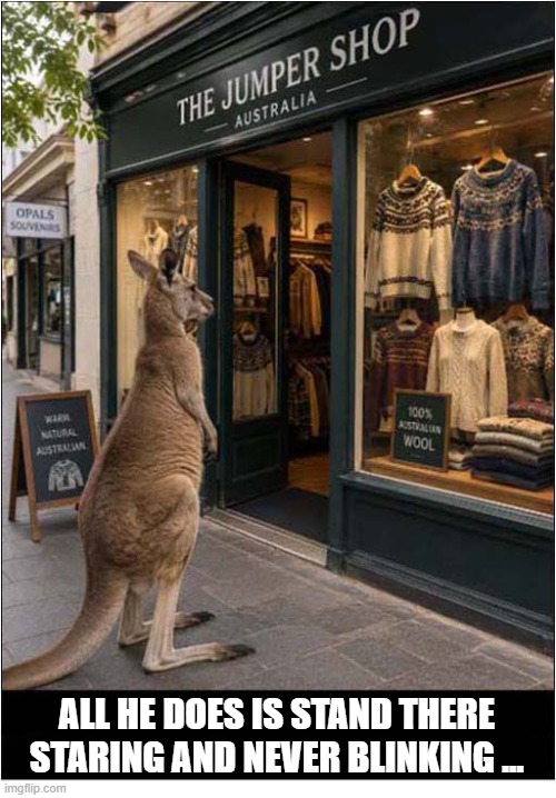 This Is Very Disconcerting ... | All He Does Is Stand There
Staring and Never Blinking ... | image tagged in meanwhile in australia,disconcerting,kangaroo,jumper,staring | made w/ Imgflip meme maker