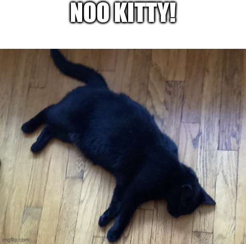 IMG_1358.jpeg | NOO kitty! | image tagged in img_1358 jpeg | made w/ Imgflip meme maker