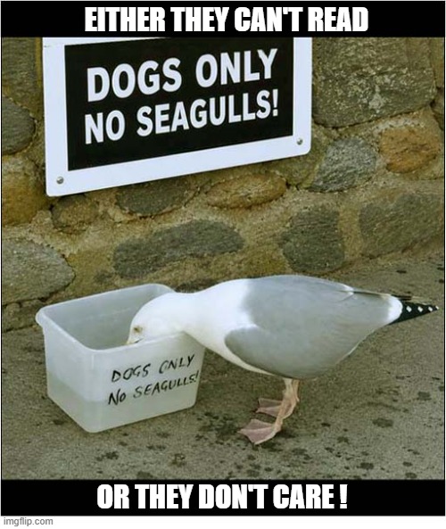 Seagulls: You Decide | either they can't read; or they don't care ! | image tagged in seagulls,illiterate,uncaring | made w/ Imgflip meme maker