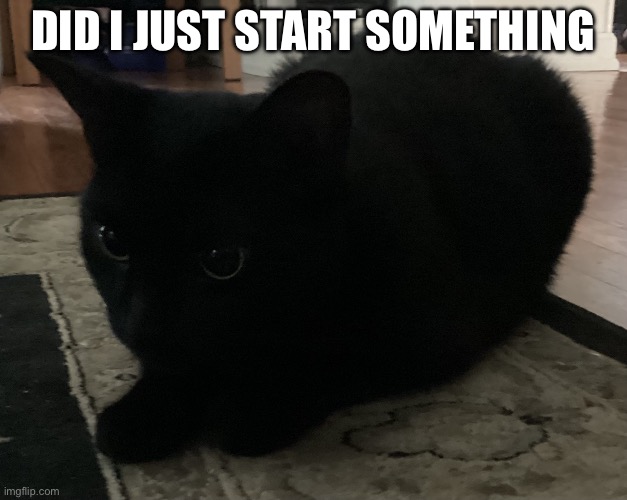 Kitty :3 | Did I just start something | image tagged in kitty 3 | made w/ Imgflip meme maker