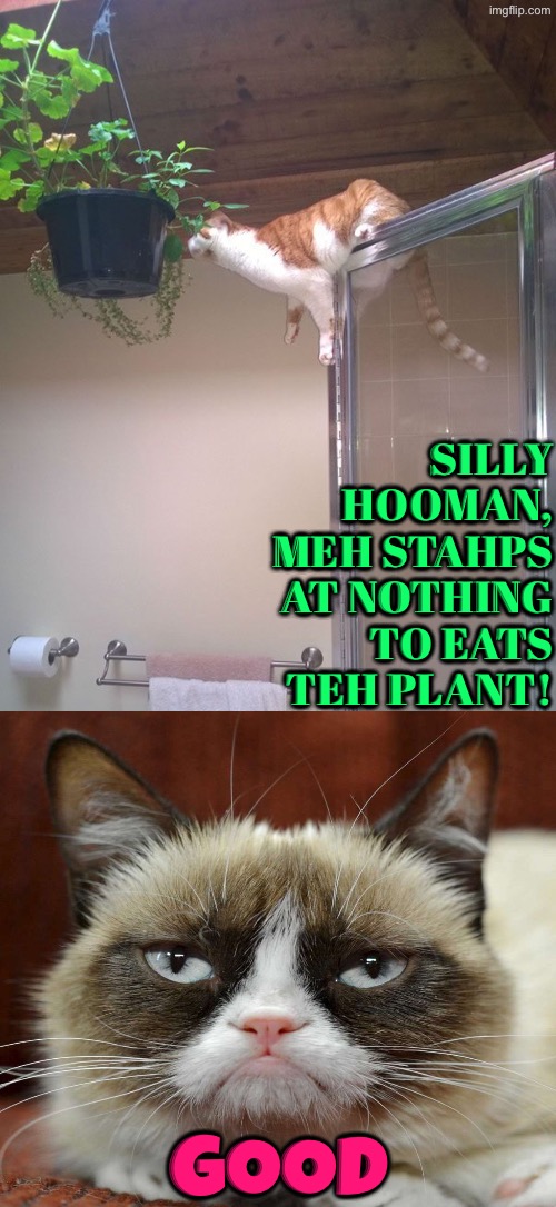 Meh Stahps At Nothing | Silly hooman, meh stahps at nothing to eats teh plant! Good | image tagged in cats,grumpy cat,good,funny cats,angry cat,you can't defeat me | made w/ Imgflip meme maker