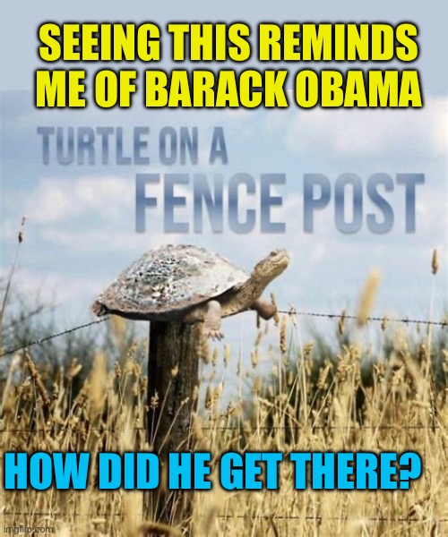 Barack Obama, the original “Turtle on a Fence Post” | Seeing this reminds me of Barack Obama; How did he get there? | image tagged in gifs,barack obama,turtle,puppet,democratic socialism | made w/ Imgflip meme maker