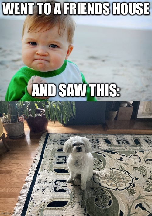 Went to a friends house; And saw this: | image tagged in memes,success kid original,cute dog,success kid | made w/ Imgflip meme maker