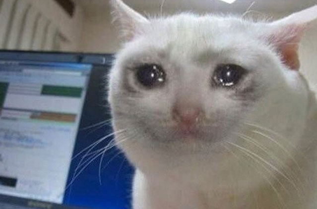 Crying cat Blank Meme Template