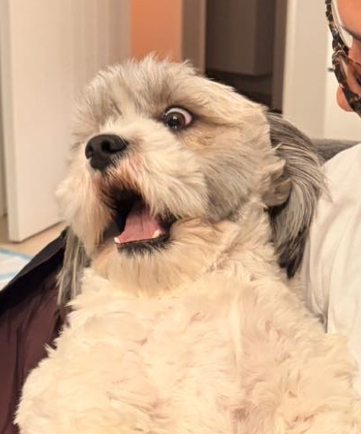 Screaming Dog Blank Meme Template