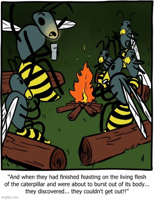 This is the Cotesia wasp | image tagged in comics | made w/ Imgflip meme maker