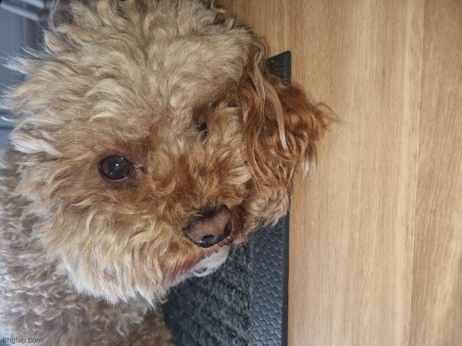 Teddy The Cavoodle | image tagged in 20260615_125219 jpg | made w/ Imgflip meme maker