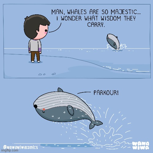 image tagged in whale,jump,backflip,wisdom,parkour,lmao | made w/ Imgflip meme maker