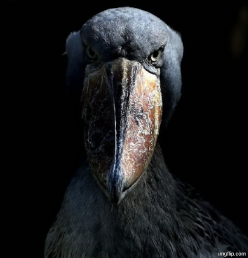 Shoebill stare | image tagged in shoebill stare | made w/ Imgflip meme maker