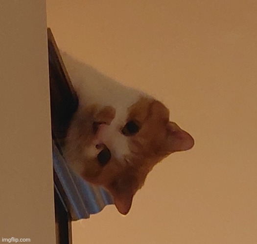 Stupid idiot cat | made w/ Imgflip meme maker