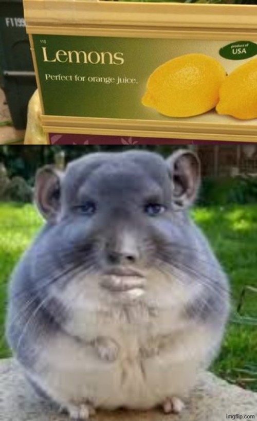 image tagged in lemons perfect for orange juice,disappointed chinchilla | made w/ Imgflip meme maker