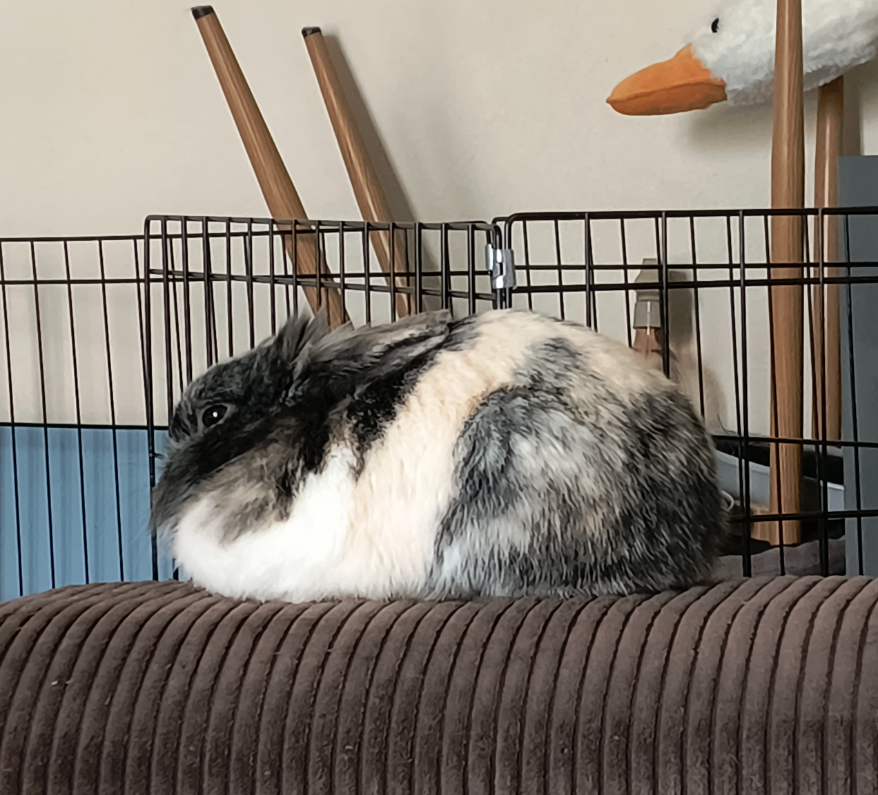 bunny bread Blank Meme Template