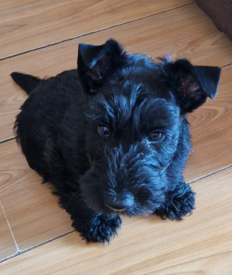 new Puppy Day Blank Meme Template