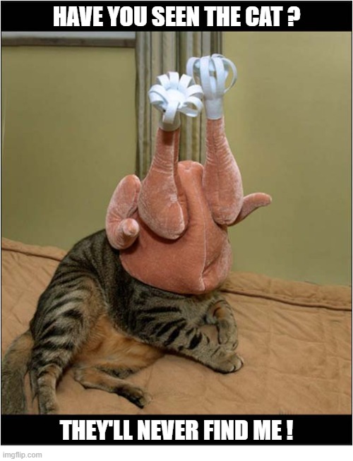 So Many Questions ... | Have you seen the cat ? They'll never find me ! | image tagged in cats,hiding,roast chicken,hat | made w/ Imgflip meme maker