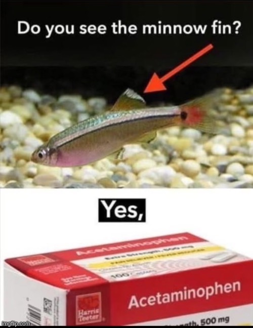 Do you see it???? | image tagged in minnow fin,acetaminophen | made w/ Imgflip meme maker