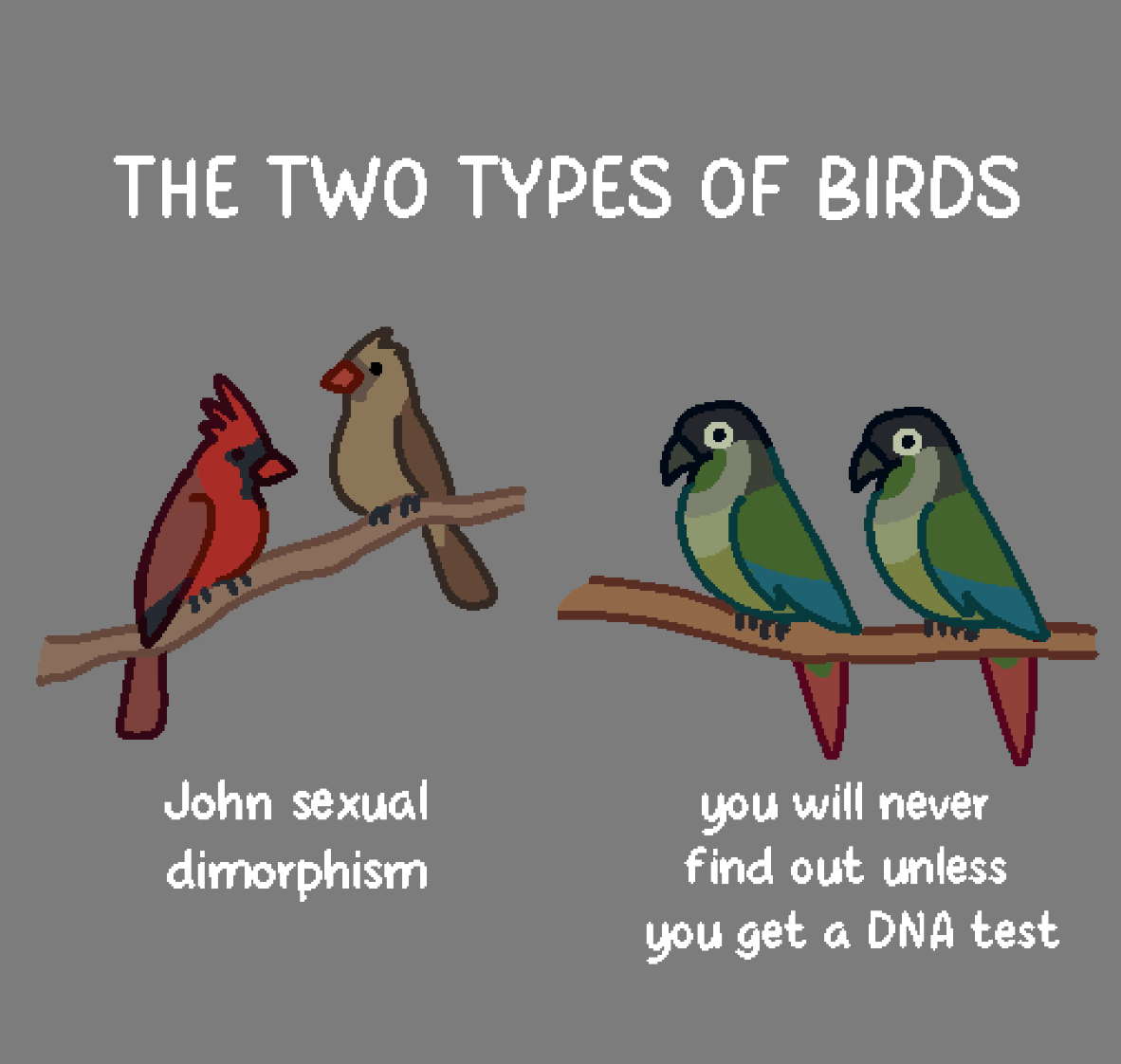 2 types of birds Blank Meme Template