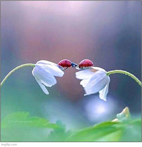 Do You Come Here Often ? | image tagged in ladybirds,white wood anemone | made w/ Imgflip meme maker