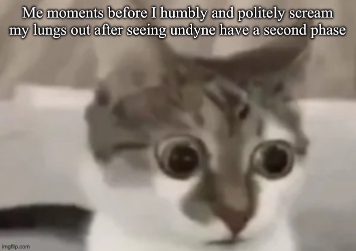 bombastic side eye cat | Me moments before I humbly and politely scream my lungs out after seeing undyne have a second phase | image tagged in bombastic side eye cat | made w/ Imgflip meme maker