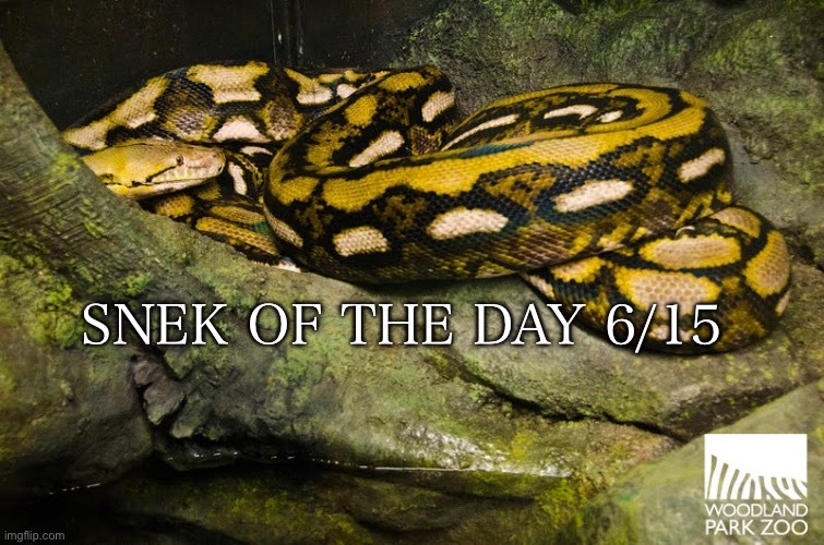 Snek of the day 6/15 | Snek of the day 6/15 | image tagged in snakes,memes | made w/ Imgflip meme maker